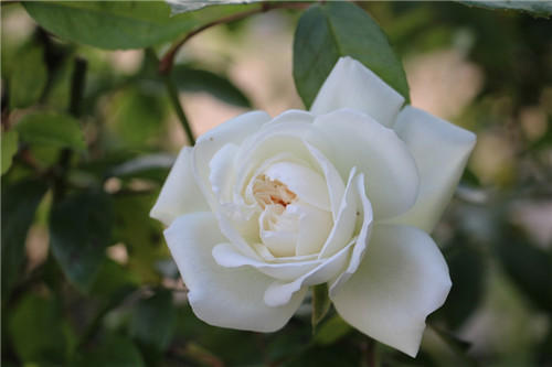 聊聊醫(yī)療器械臨床評(píng)價(jià)！同品種途徑臨床評(píng)價(jià)的重難點(diǎn)分析(圖4)