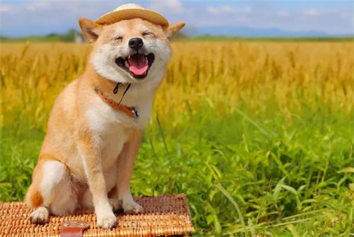 「CRA壓力調(diào)解」如何才能緩解工作上積累的壓力？(圖4)